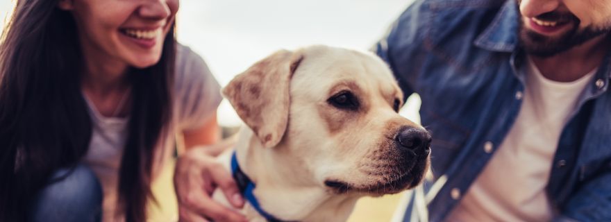 Seguro obligatorio para perros