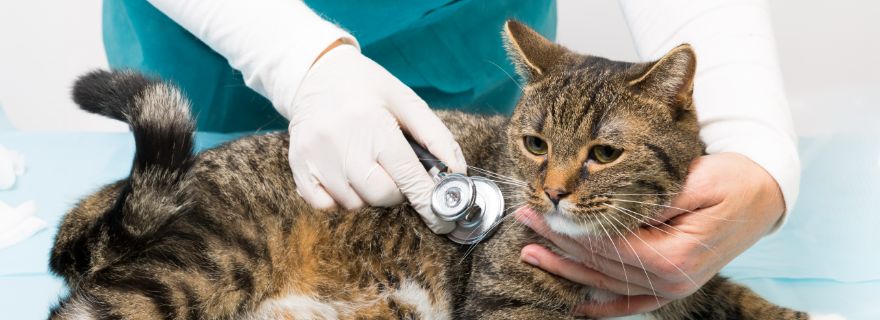 Cobertura de veterinario en el seguro para gatos