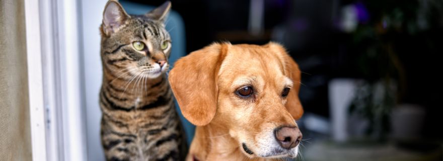 Perro y gato protegidos en casa por seguros de mascotas